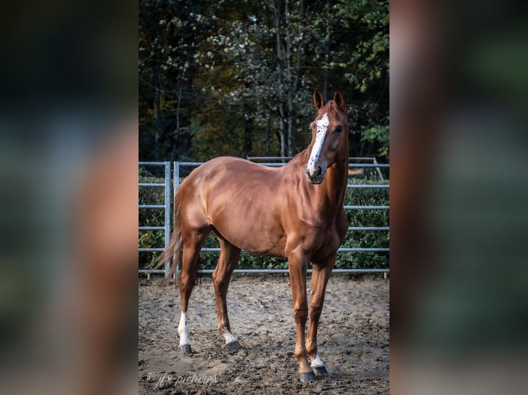 BWP (cheval de sang belge) Jument 11 Ans 167 cm Alezan in Essen