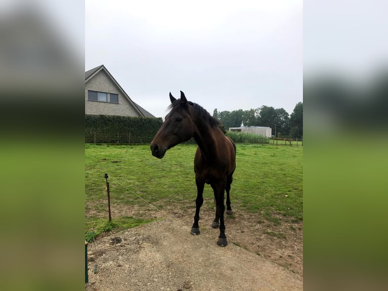 BWP (cheval de sang belge) Jument 11 Ans 169 cm Noir in Poperinge