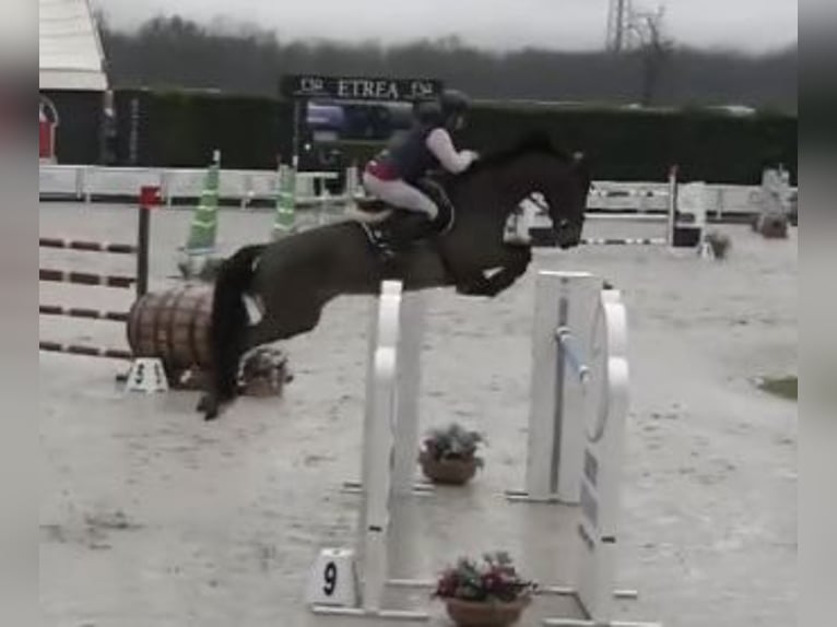 BWP (cheval de sang belge) Jument 11 Ans 171 cm in Milano