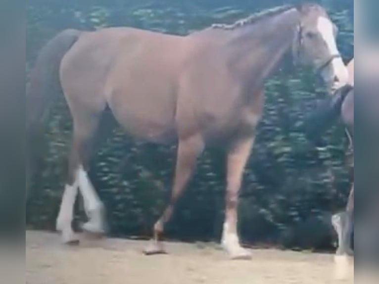 BWP (cheval de sang belge) Jument 13 Ans 169 cm Alezan in Erondegem