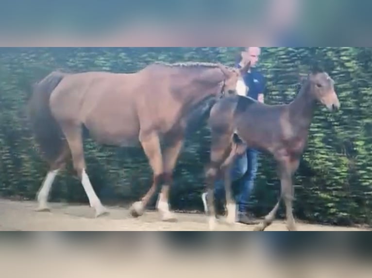 BWP (cheval de sang belge) Jument 13 Ans 169 cm Alezan in Erondegem