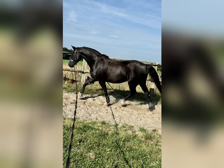 BWP (cheval de sang belge) Jument 14 Ans 155 cm in Oldenbüttel