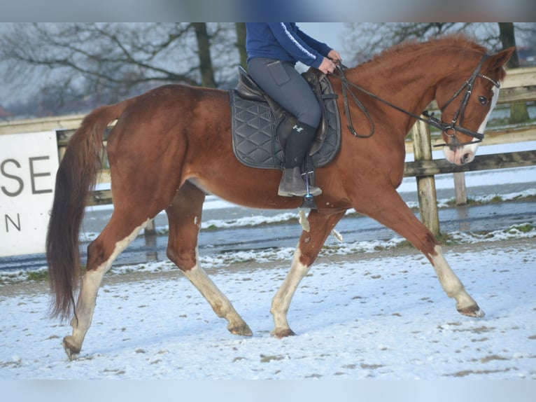 BWP (cheval de sang belge) Jument 17 Ans 160 cm Alezan in Breda