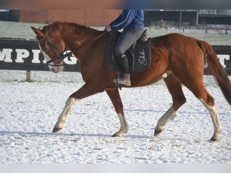 BWP (cheval de sang belge) Jument 17 Ans 160 cm Alezan in Breda