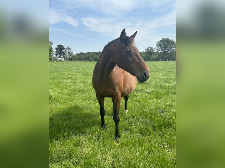 BWP (cheval de sang belge) Jument 17 Ans 163 cm Bai brun in Neerglabbeek