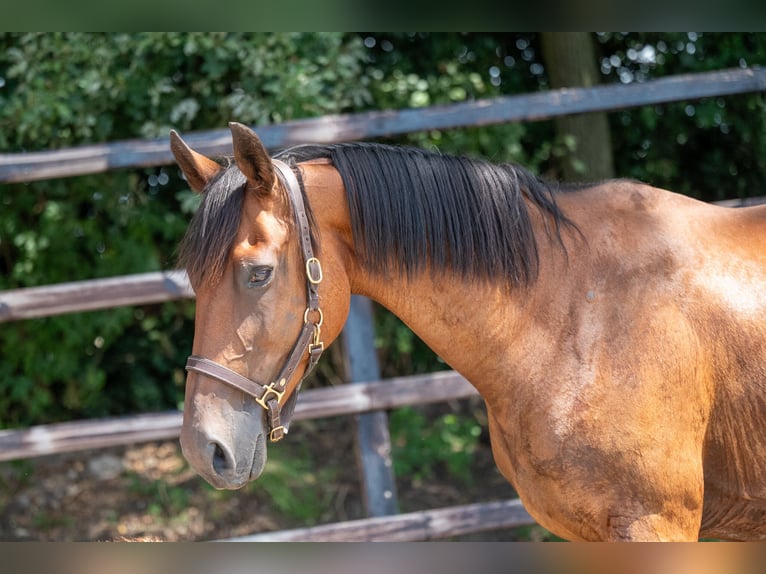 BWP (cheval de sang belge) Jument 17 Ans 172 cm Bai in GROTE-BROGEL