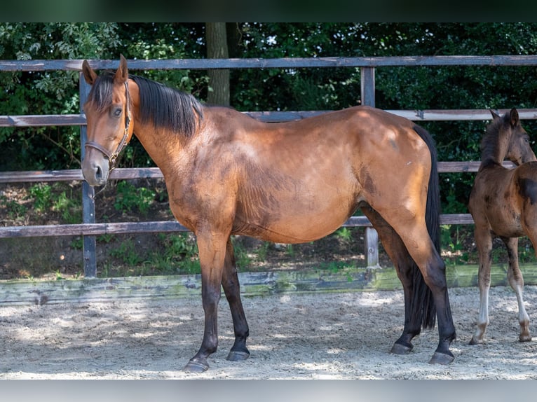 BWP (cheval de sang belge) Jument 17 Ans 172 cm Bai in GROTE-BROGEL