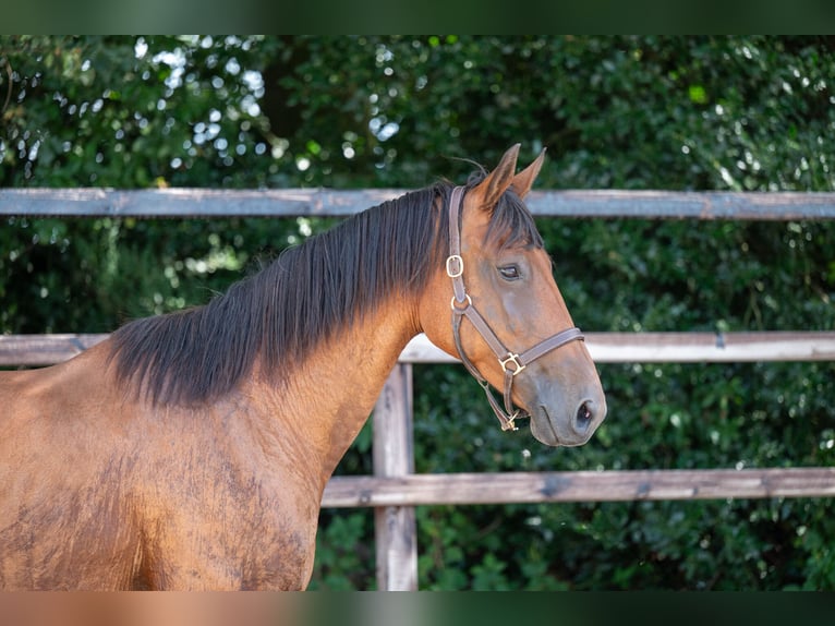 BWP (cheval de sang belge) Jument 17 Ans 172 cm Bai in GROTE-BROGEL