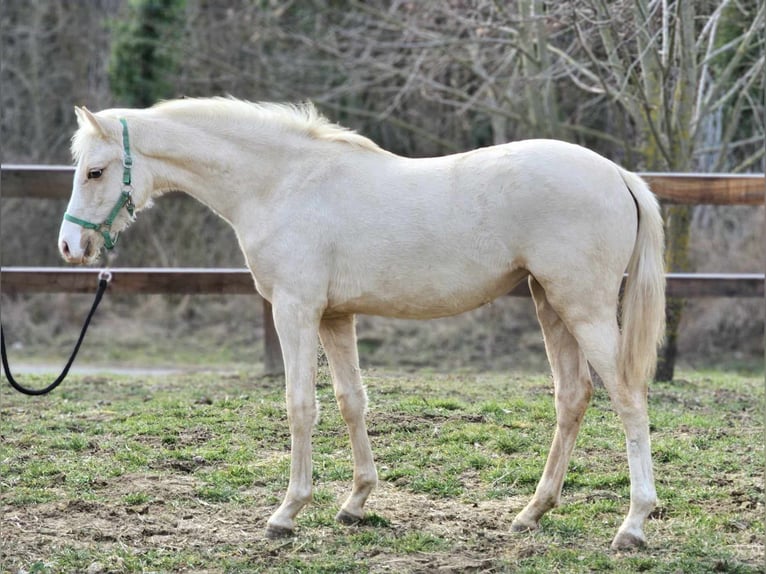 BWP (cheval de sang belge) Jument 1 Année 136 cm Palomino in Visz