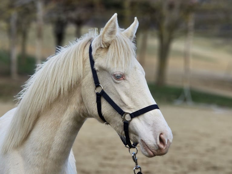 BWP (cheval de sang belge) Jument 1 Année 138 cm Perlino in vISZ