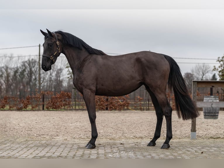 BWP cheval de sang belge Jument 3 Ans 164 cm Bai brun fonc in