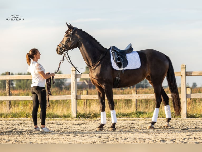 BWP (cheval de sang belge) Jument 3 Ans 171 cm Bai brun in Schore