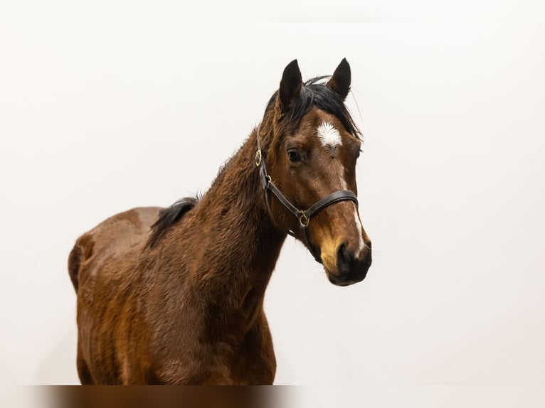 BWP (cheval de sang belge) Jument 4 Ans 162 cm Bai in Waddinxveen