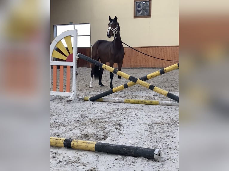 BWP (cheval de sang belge) Jument 4 Ans 175 cm Bai in Üllő