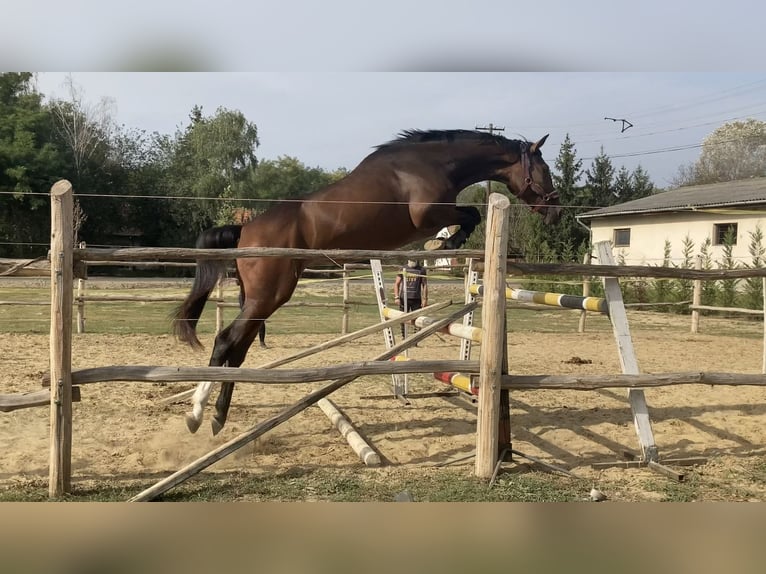 BWP (cheval de sang belge) Jument 4 Ans 175 cm Bai in Üllő