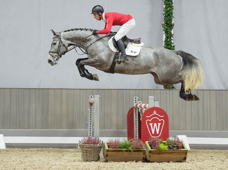 BWP (cheval de sang belge) Jument 5 Ans Bai in Münster-Handorf