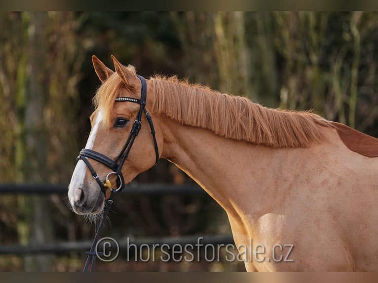 BWP (cheval de sang belge) Jument 6 Ans 167 cm Alezan in Plzen