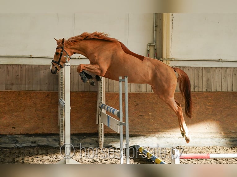 BWP (cheval de sang belge) Jument 6 Ans 167 cm Alezan in Plzen