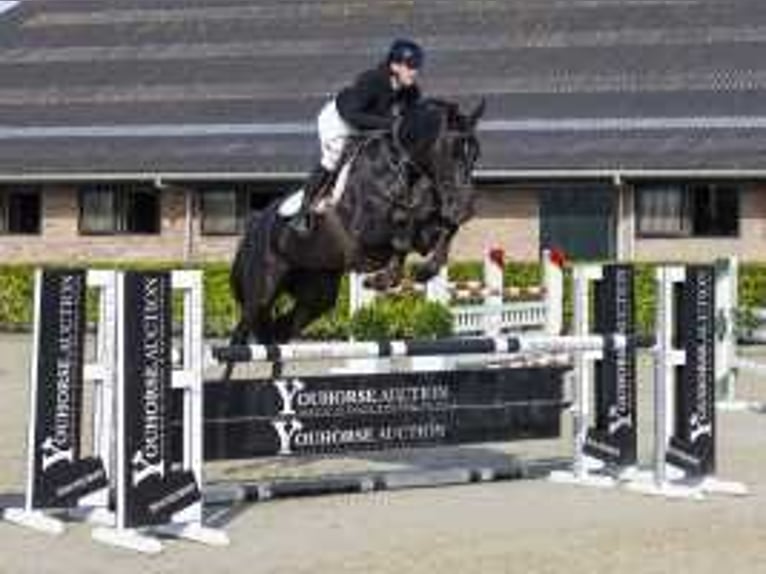 BWP (cheval de sang belge) Jument 6 Ans 173 cm Bai brun foncé in Waddinxveen