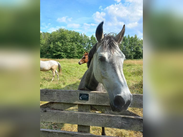 BWP (cheval de sang belge) Croisé Jument 7 Ans 152 cm Gris (bai-dun) in Nederweert-Eind