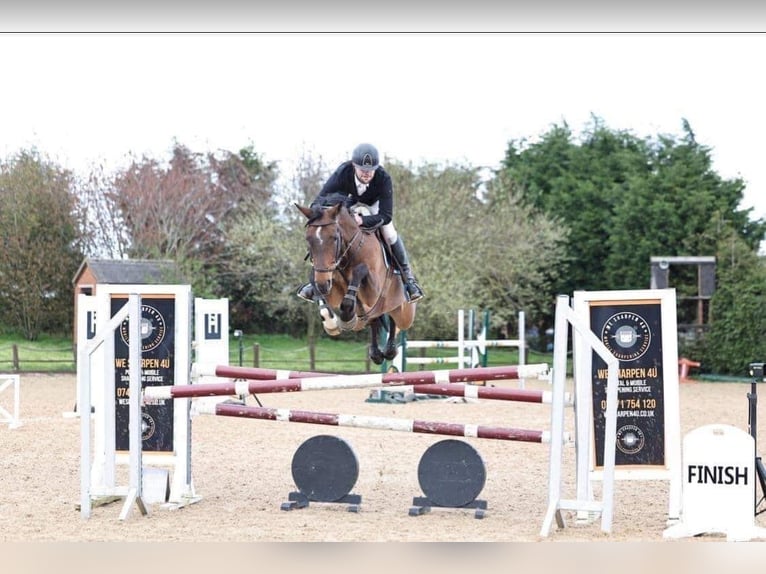 BWP (cheval de sang belge) Jument 8 Ans 165 cm Bai cerise in Warwickshire