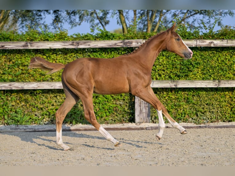 BWP (cheval de sang belge) Jument Poulain (04/2024) Alezan brûlé in Oud-Heverlee