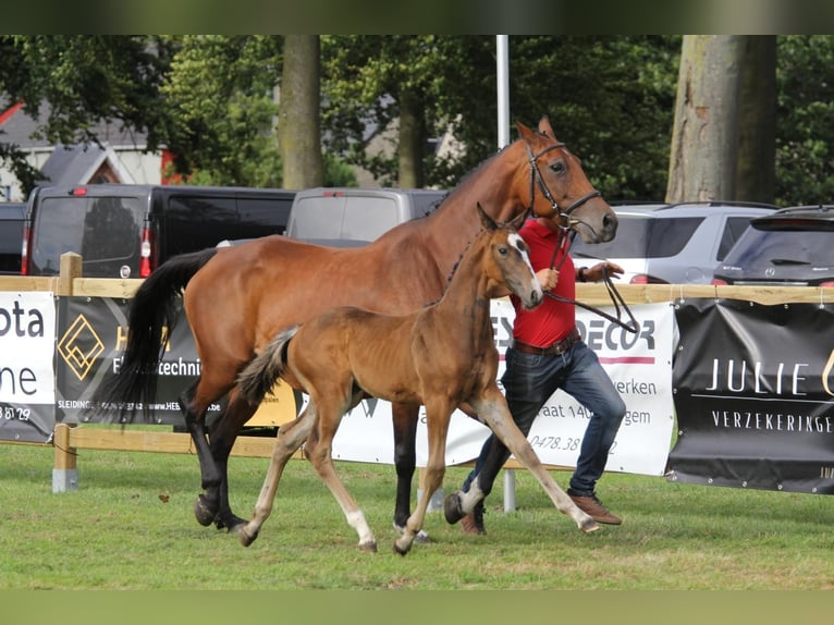 BWP (cheval de sang belge) Jument Poulain (06/2024) Bai brun foncé in Adegem