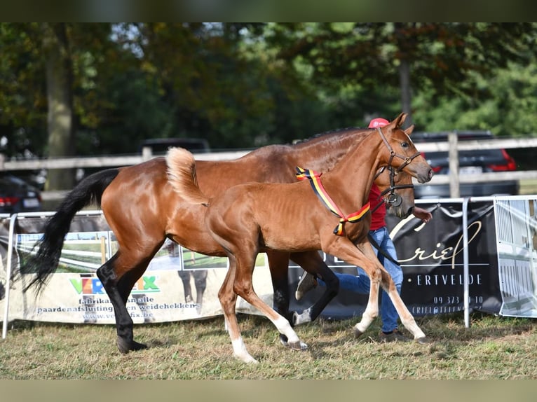 BWP (cheval de sang belge) Jument Poulain (06/2024) Bai brun foncé in Adegem