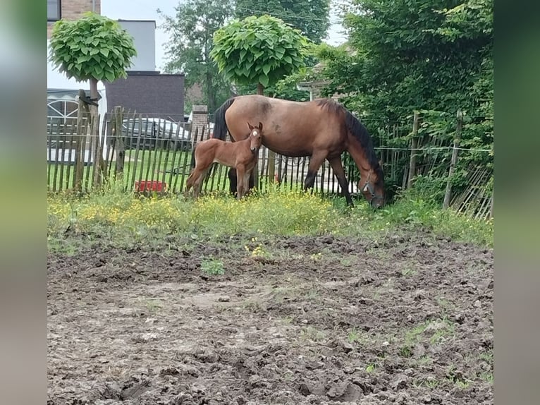 BWP (cheval de sang belge) Jument Poulain (05/2024) Bai clair in Herk-De-Stad