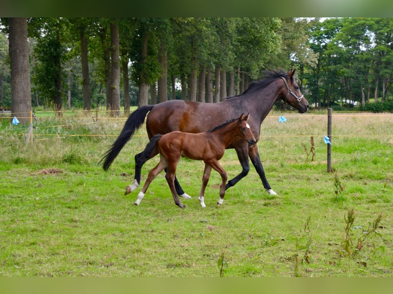 BWP (cheval de sang belge) Jument Poulain (06/2024) Bai clair in Wuustwezel