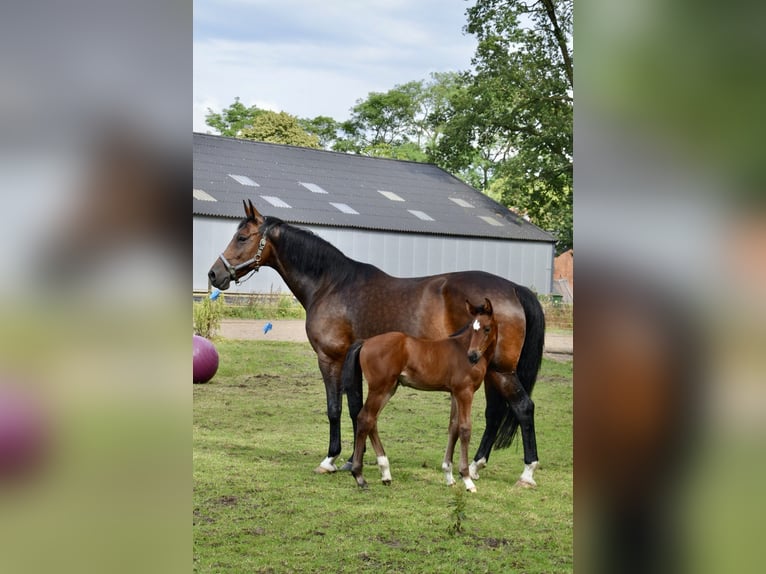 BWP (cheval de sang belge) Jument Poulain (06/2024) Bai clair in Wuustwezel