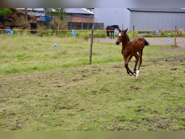 BWP (cheval de sang belge) Jument Poulain (06/2024) Bai clair in Wuustwezel