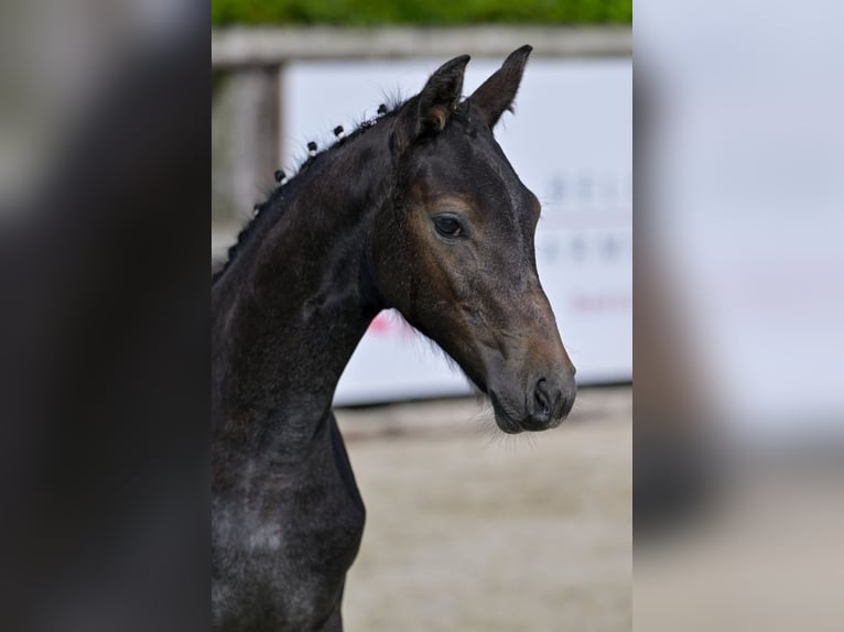 BWP (cheval de sang belge) Jument Poulain (05/2024) Gris in Oud-Heverlee