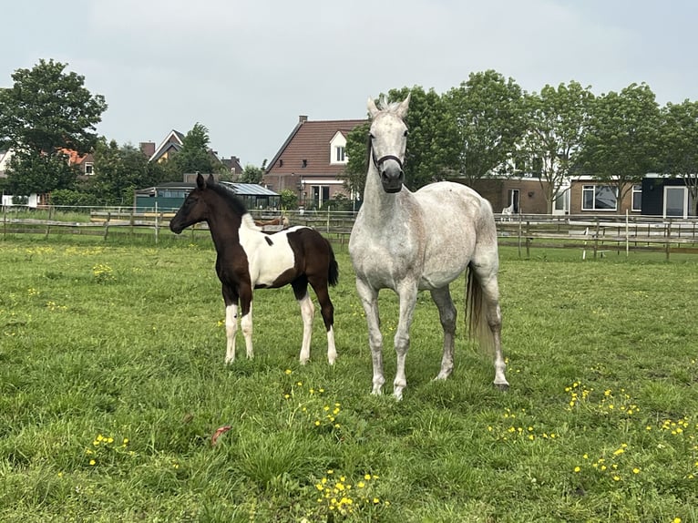 BWP (cheval de sang belge) Jument Poulain (03/2024) Pinto in ssen