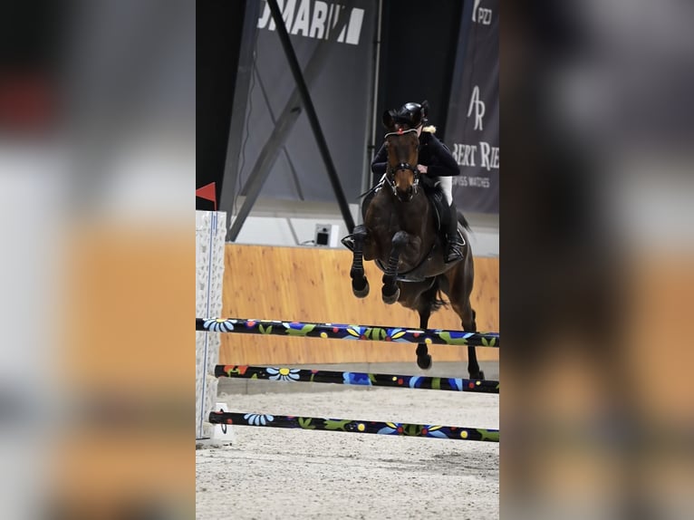 BWP (cheval de sang belge) Jument Embryon 167 cm Bai cerise in Batorowo