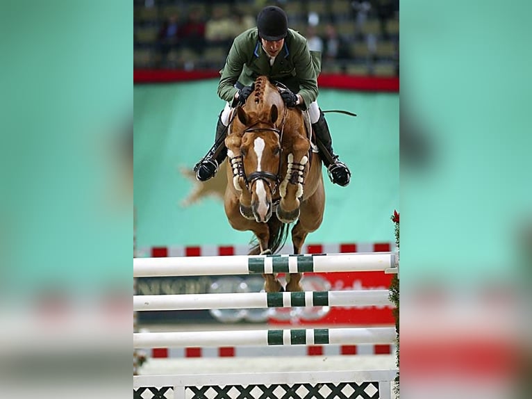 BWP (cheval de sang belge) Inconnu Embryon  in GROTE-BROGEL