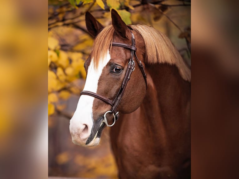 BWP (cheval de sang belge) Inconnu Embryon  in GROTE-BROGEL