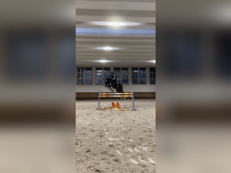 BWP (cheval de sang belge) Étalon 12 Ans 167 cm Bai brun in Meran