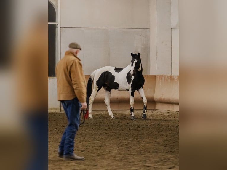 BWP (cheval de sang belge) Étalon 14 Ans 170 cm Pinto in Cadelbosco di sotto Reggio Emilia