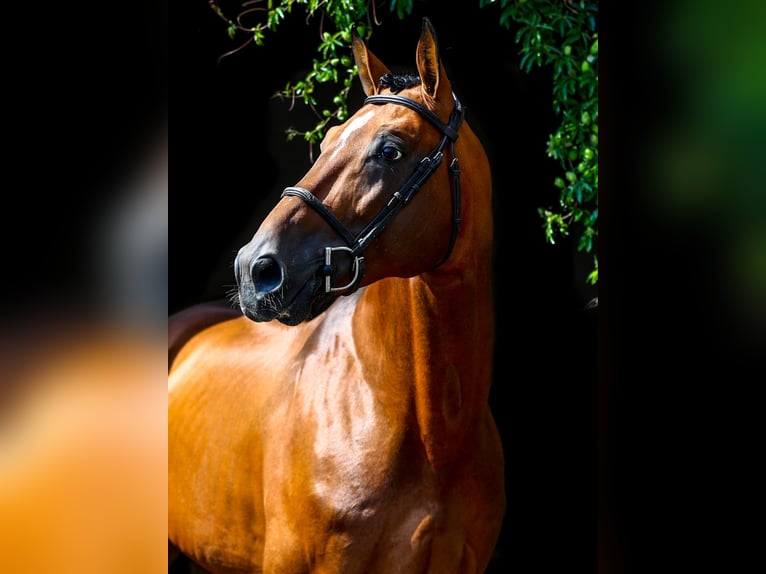 BWP (cheval de sang belge) Étalon 16 Ans 168 cm Bai in Olen