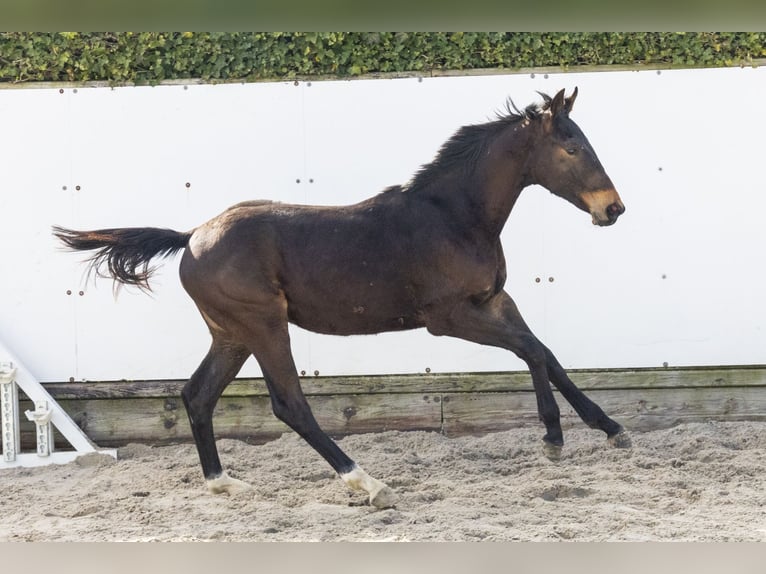 BWP (cheval de sang belge) Étalon 1 Année 145 cm Bai brun in Waddinxveen