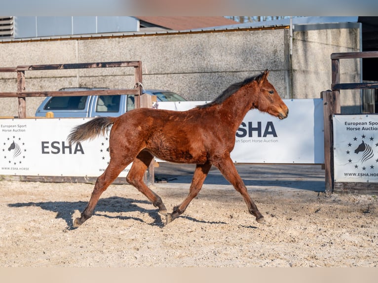 BWP (cheval de sang belge) Étalon 1 Année 145 cm  in GROTE-BROGEL