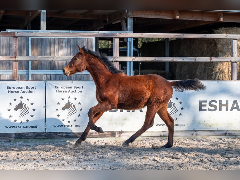 BWP (cheval de sang belge) Étalon 1 Année 145 cm  in GROTE-BROGEL