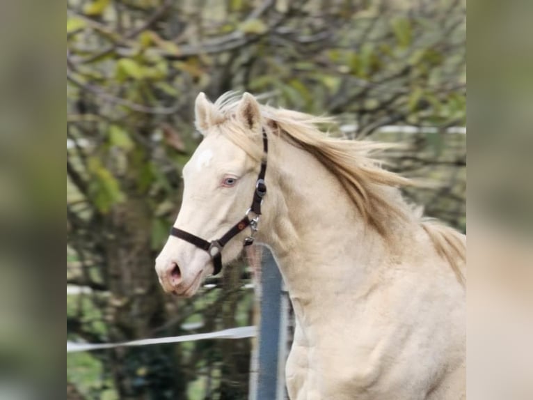 BWP (cheval de sang belge) Étalon 1 Année 146 cm Perlino in vISZ