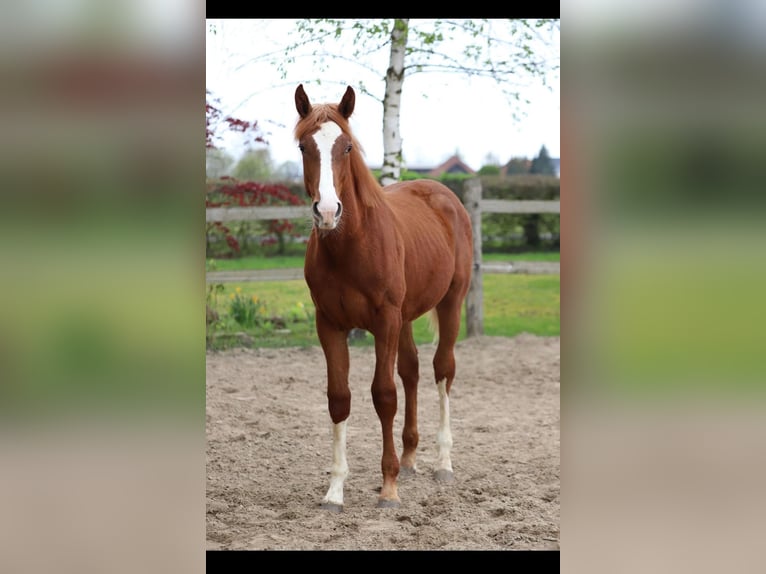 BWP (cheval de sang belge) Étalon 1 Année 173 cm Alezan in Neuenkirchen-Vörden