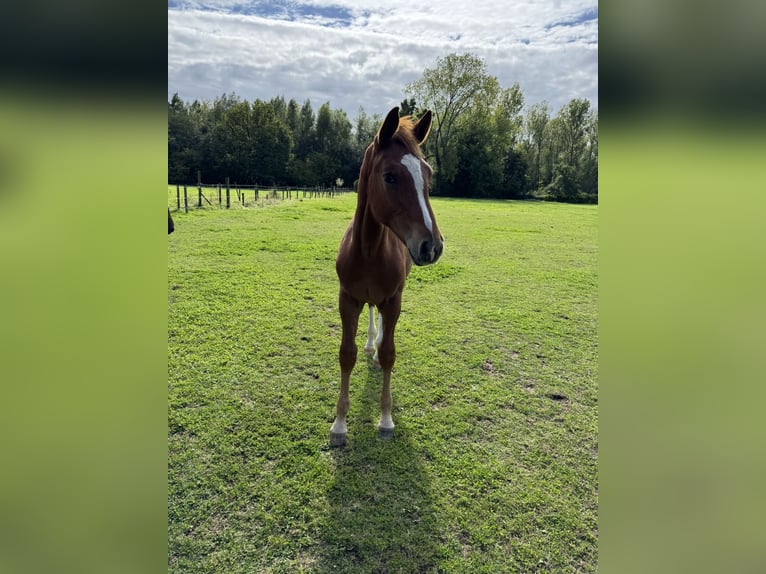 BWP (cheval de sang belge) Étalon 1 Année Alezan in Grote Brogel