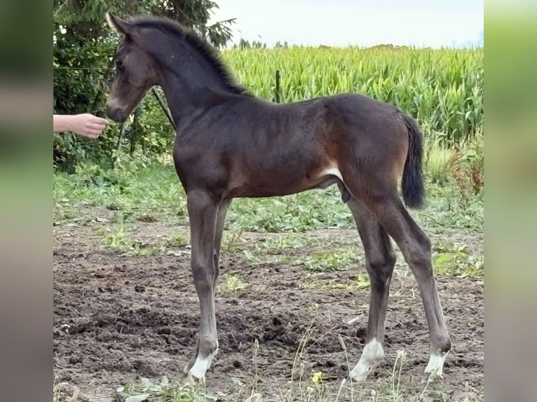 BWP (cheval de sang belge) Étalon 1 Année Bai brun in Zemst