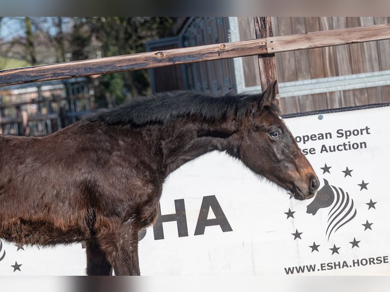 BWP (cheval de sang belge) Étalon 1 Année  in GROTE-BROGEL