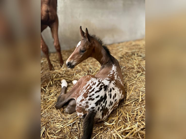 BWP (cheval de sang belge) Étalon 1 Année Overo-toutes couleurs in Neerharen