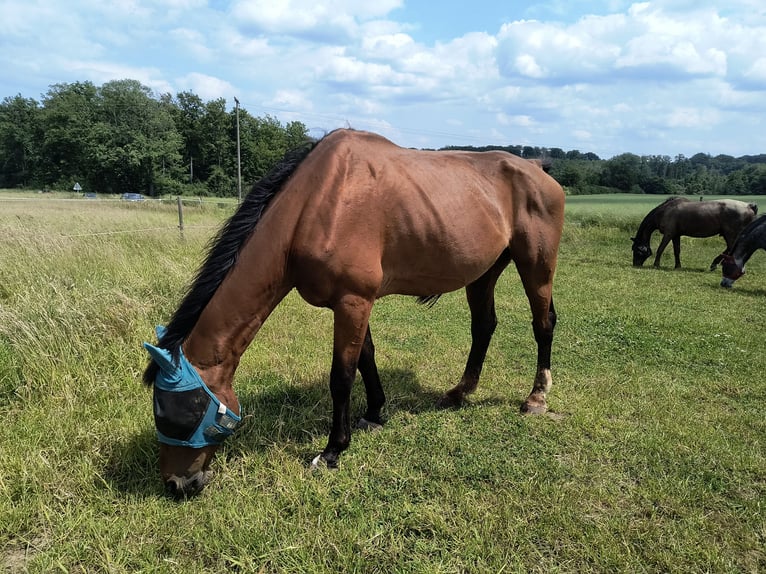 BWP (cheval de sang belge) Étalon 21 Ans 170 cm Bai in Sinzig
